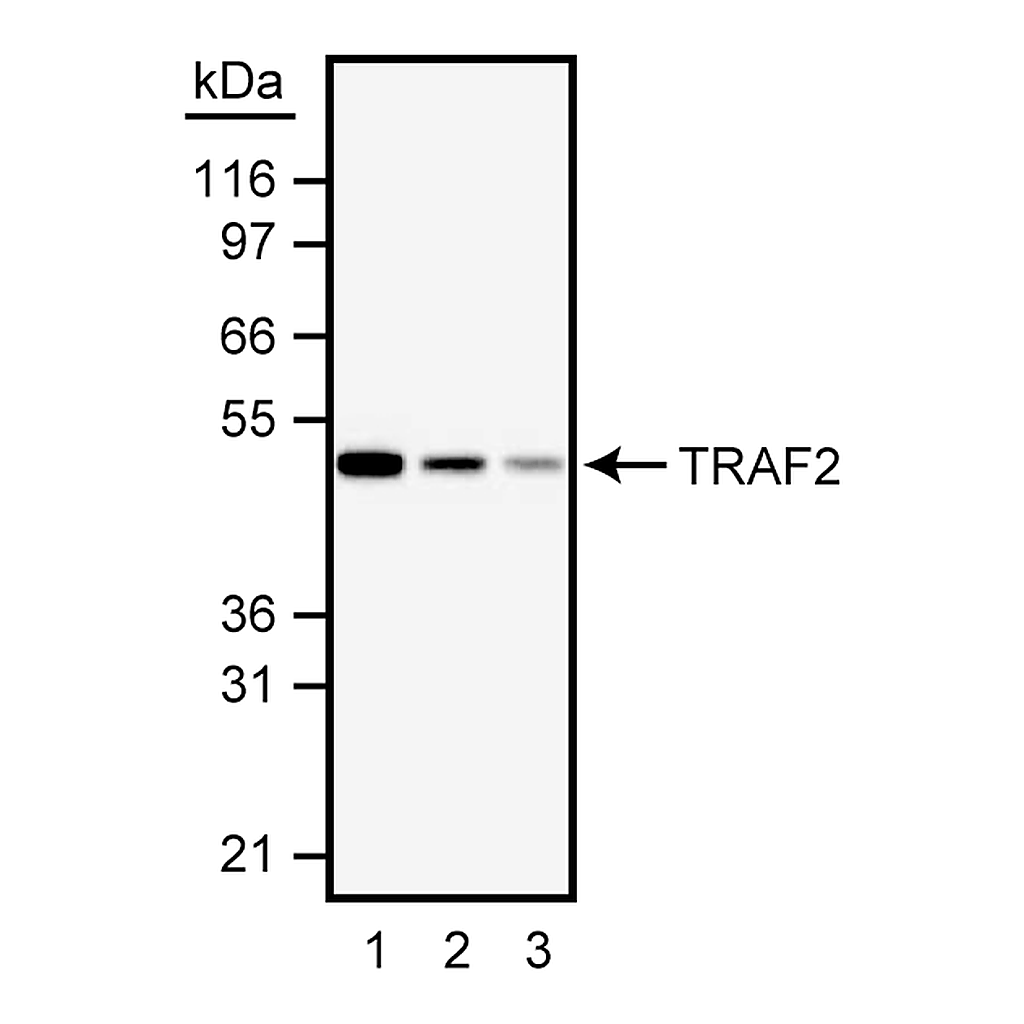 BD Purified Mouse Anti-Human TRAF2