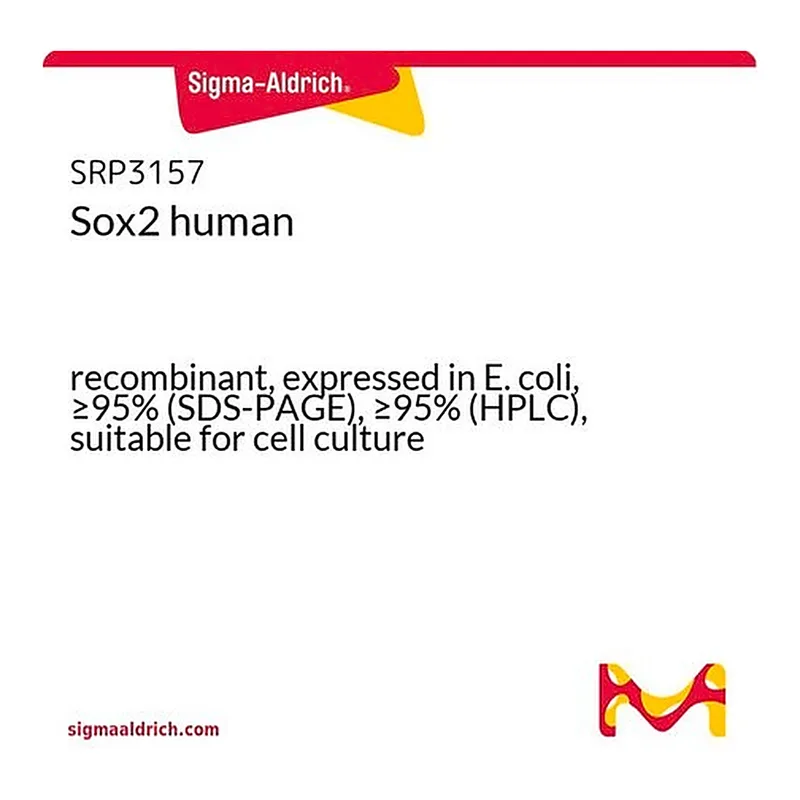 Merck Sox2 human
