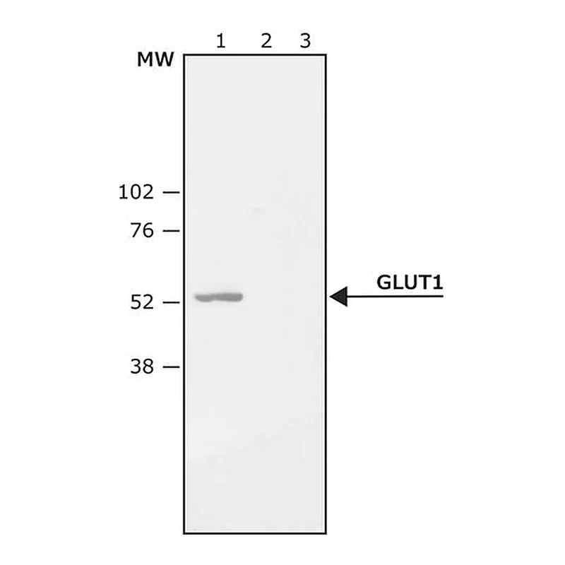 Merck Anti-GLUT1 (C-terminal) antibody produced in rabbit