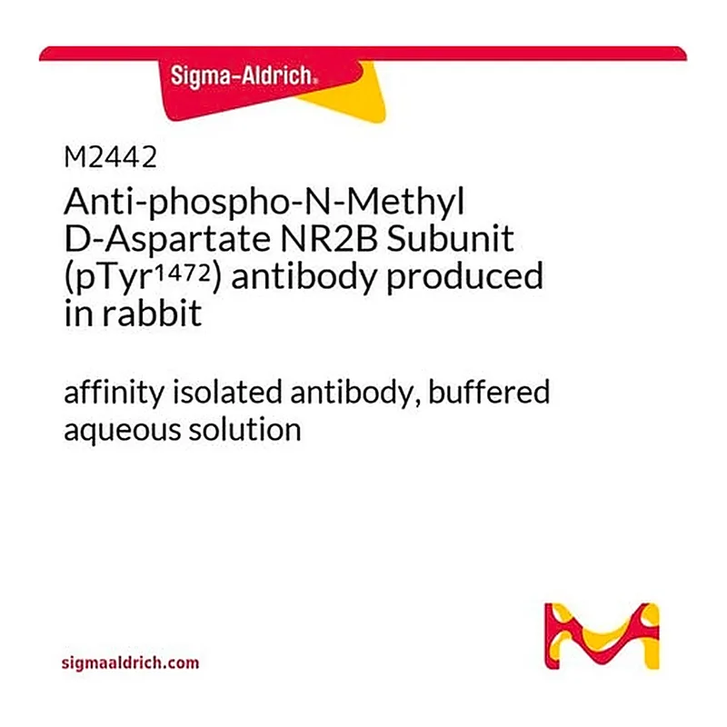 Merck Anti-phospho-N-Methyl D-Aspartate NR2B Subunit (pTyr1472) antibody produced in rabbit