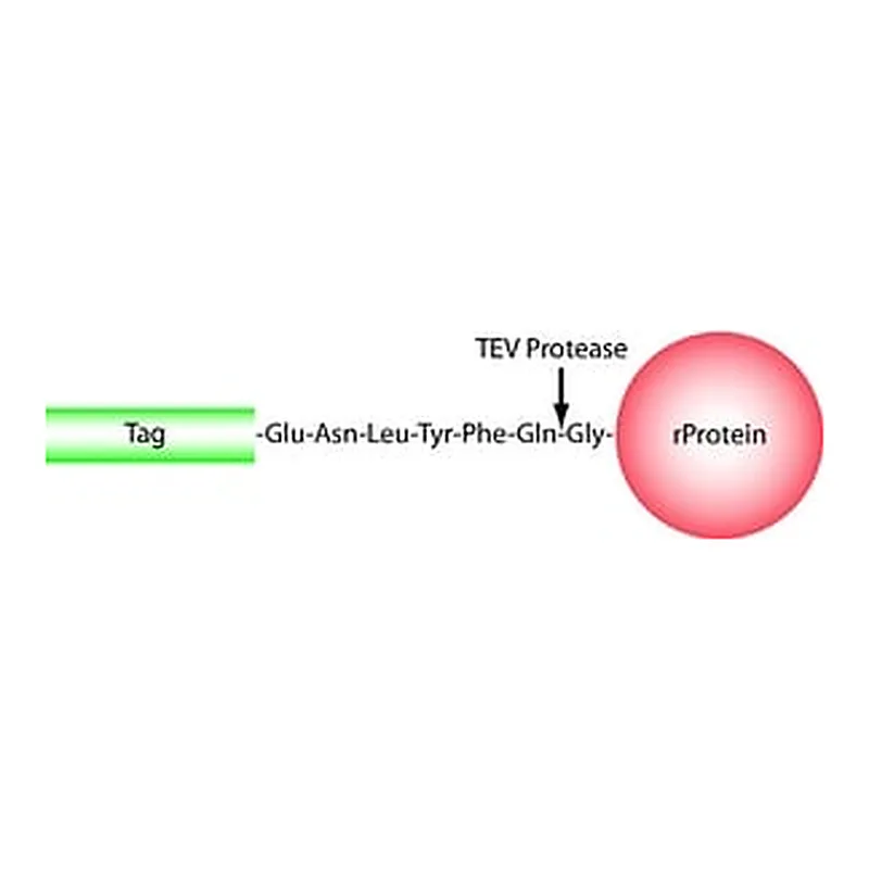 Merck TEV PROTEASE, RECOMBINANT, EXPRESSED IN&