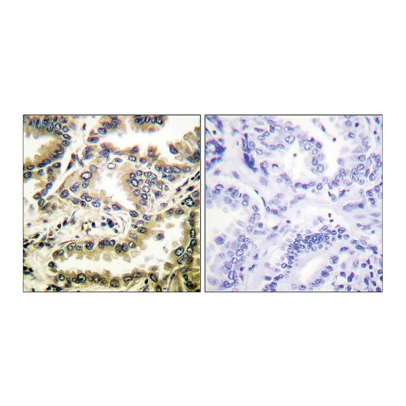 Merck Anti-NF-kappaB p65 (Acetyl-Lys310) antibody produced in rabbit