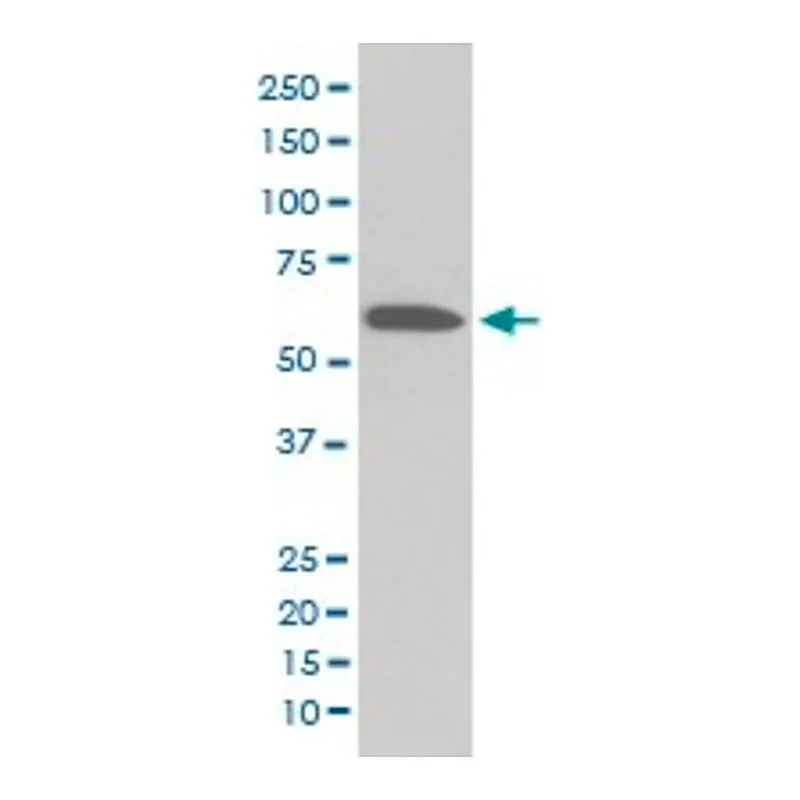 Merck Monoclonal Anti-AKT1 (phospho S473) antibody produced in rabbit