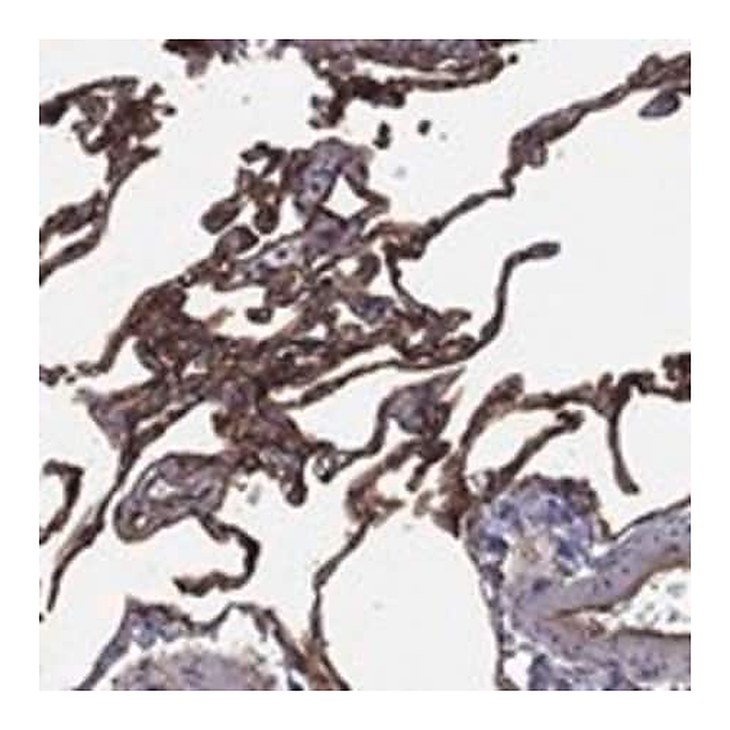 Merck Anti-EMP2 antibody produced in rabbit