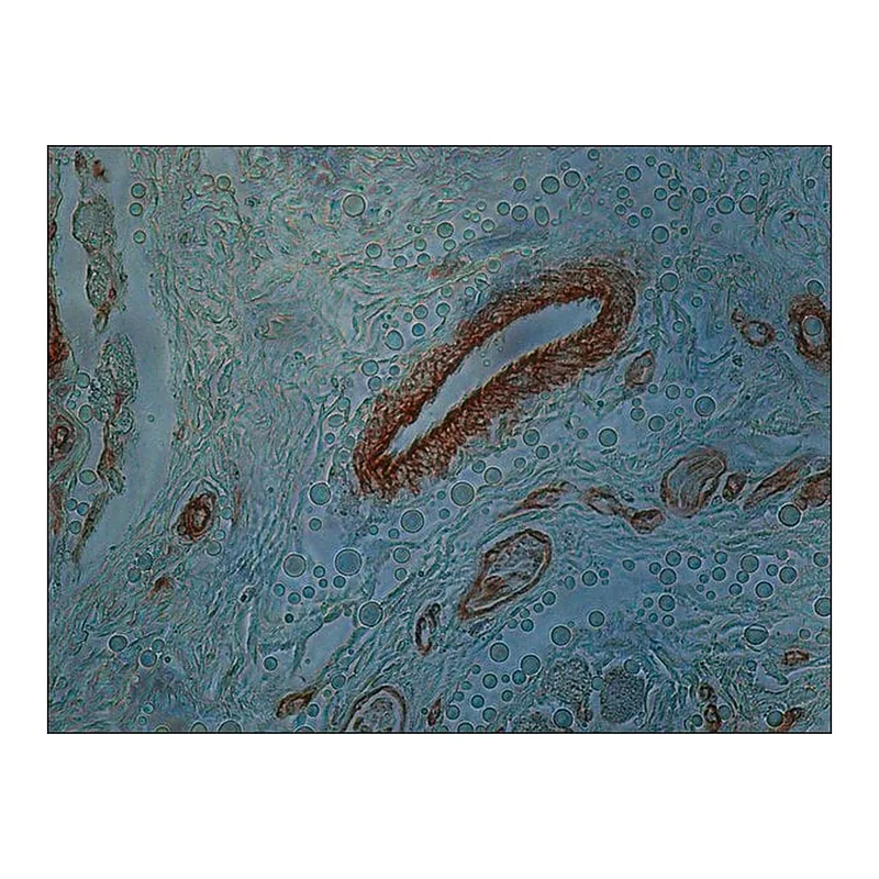 Merck Monoclonal Anti-Collagen, Type IV antibody produced in mouse