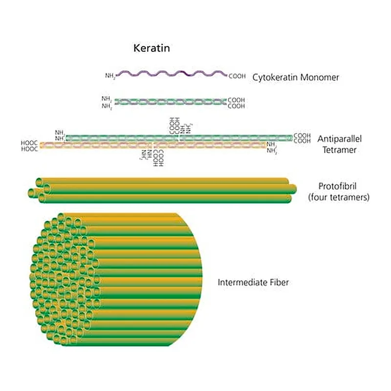 Merck Keratin from human epidermis