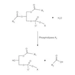 Merck PHOSPHOLIPASE A2 FROM HONEY BEE VENOM&