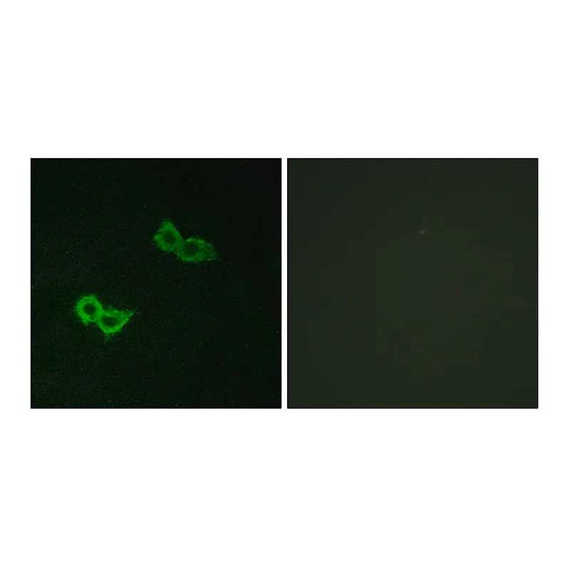 Merck Anti-GPR150 antibody produced in rabbit