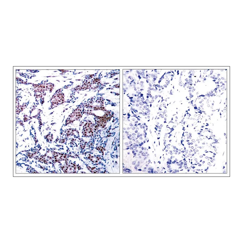 Merck Anti-phospho-JUN (pSer73) antibody produced in rabbit