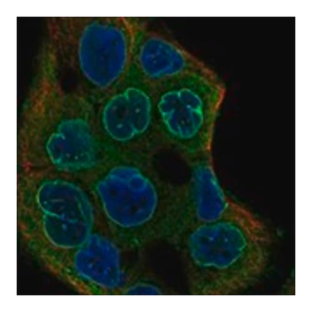 Merck Anti-C22ORF31 antibody produced in rabbit