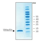 Merck UBIQUITIN. HUMAN RECOMBINANT, N-TERM- IN