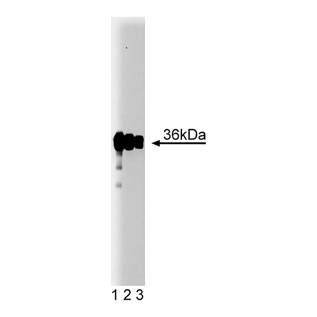 BD Purified Mouse Anti-PP2A Catalytic α