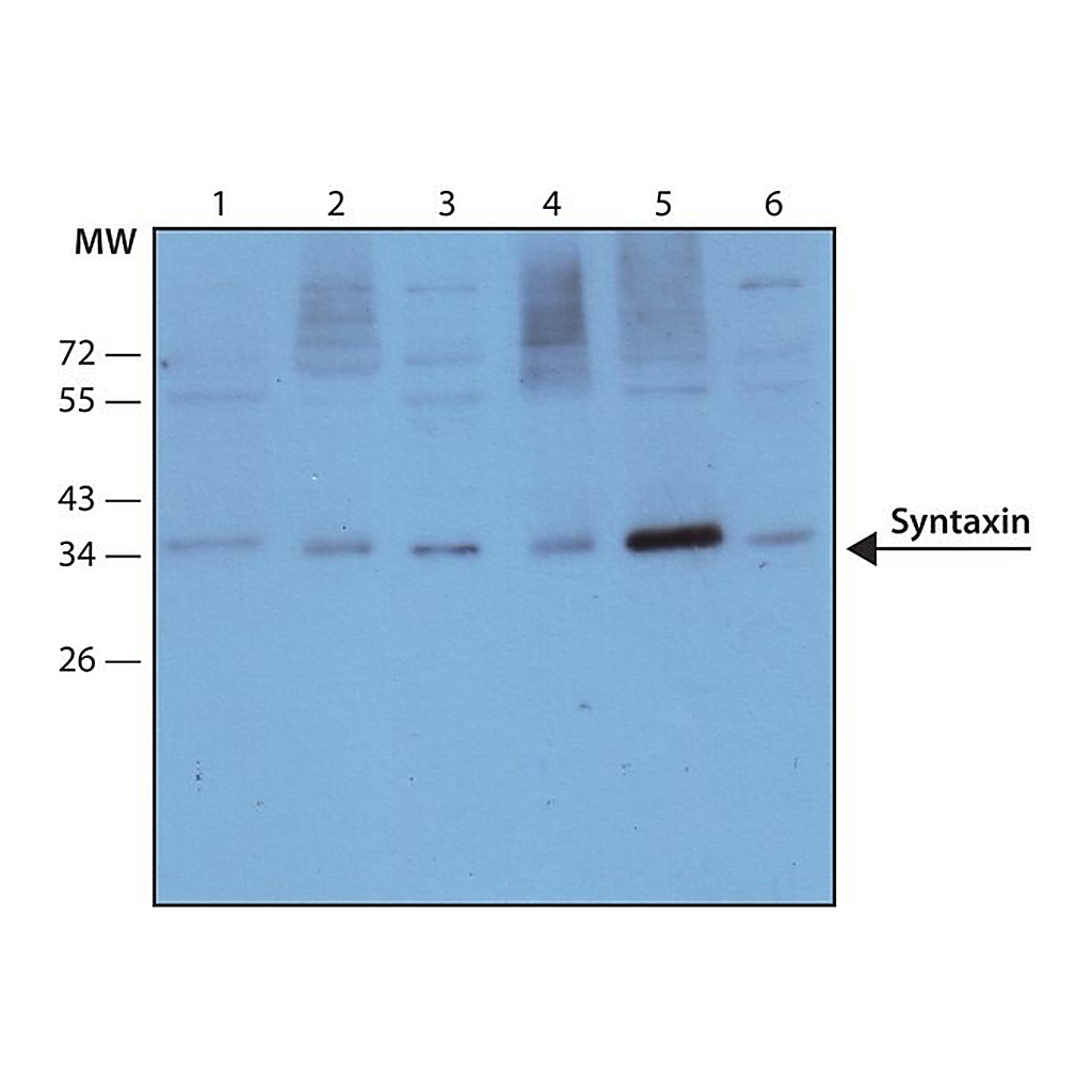 Merck Monoclonal Anti-Syntaxin antibody produced in mouse