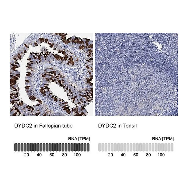Merck Anti-DYDC2 antibody produced in rabbit