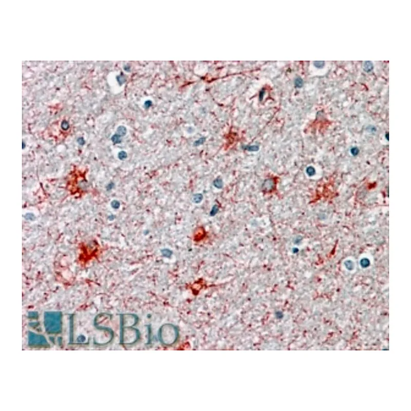 Merck Anti-P2RX7 (N-terminal) antibody produced in goat