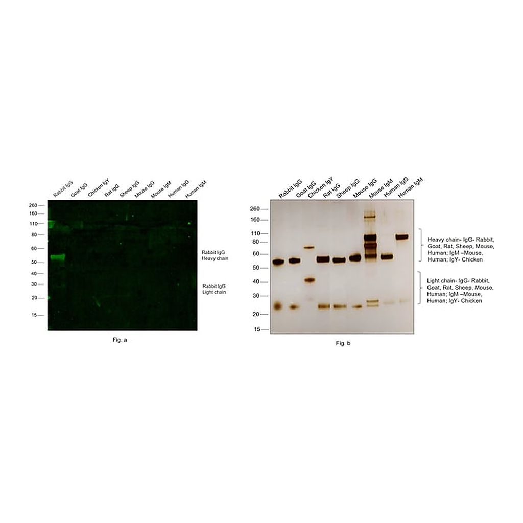 Thermo Fisher Scientific Goat anti-Rabbit IgG (Heavy chain) Superclonal Secondary Antibody, Alexa Fluor 488