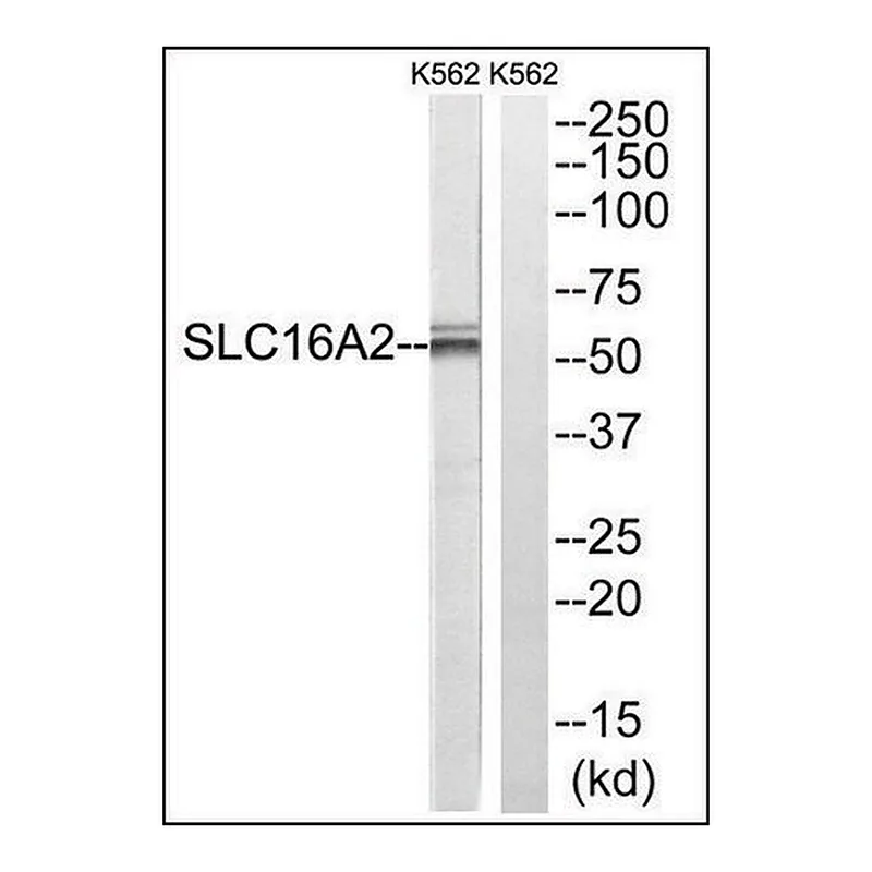 Merck Anti-SLC16A2 antibody produced in rabbit