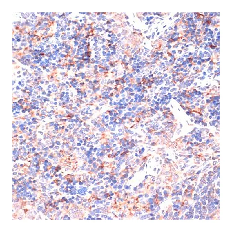 Merck ANTI-IL6 ANTIBODY PRODUCED IN RABBIT