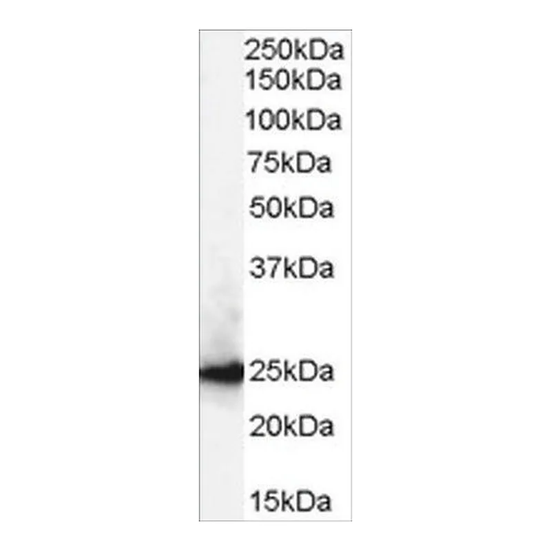 Merck Anti-CBX1/HP1-beta antibody produced in goat