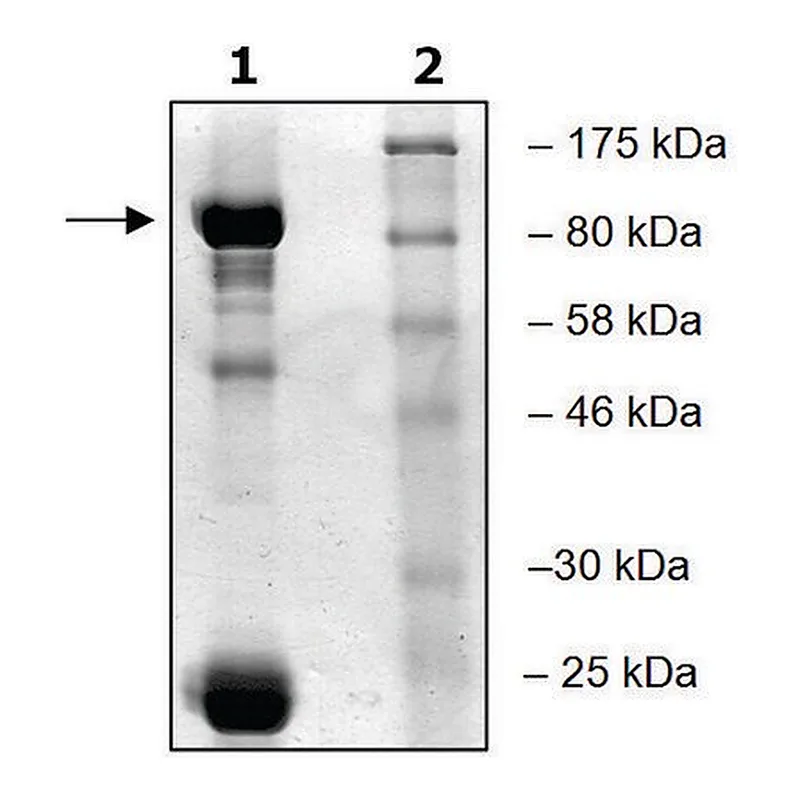 Merck BTK active human