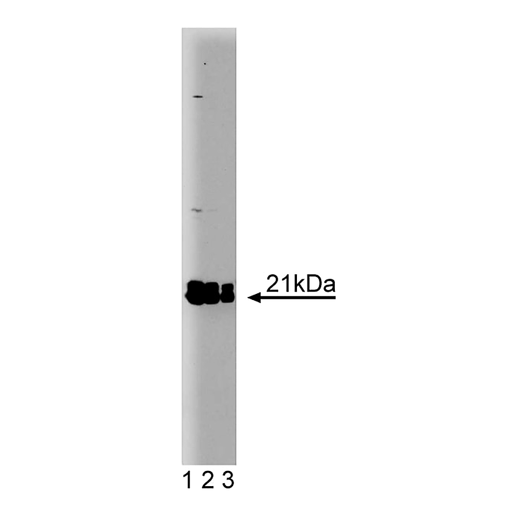 BD Purified Mouse Anti-Rap2