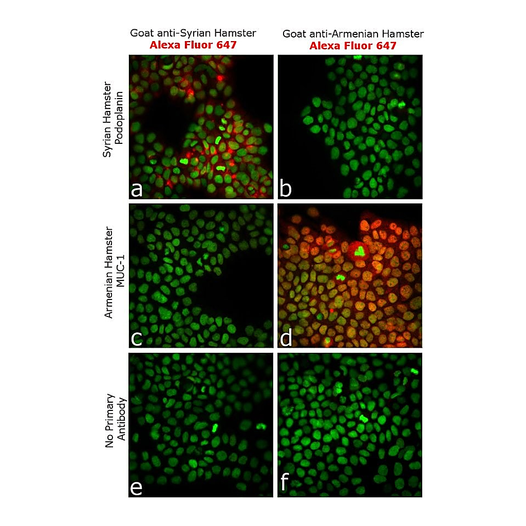 Thermo Fisher Scientific Goat anti-Syrian Hamster IgG (H+L) Highly Cross-Adsorbed Secondary Antibody, Alexa Fluor 647