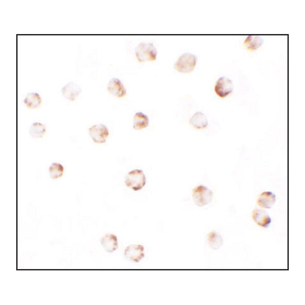 Merck Anti-PIWIL2 antibody produced in rabbit