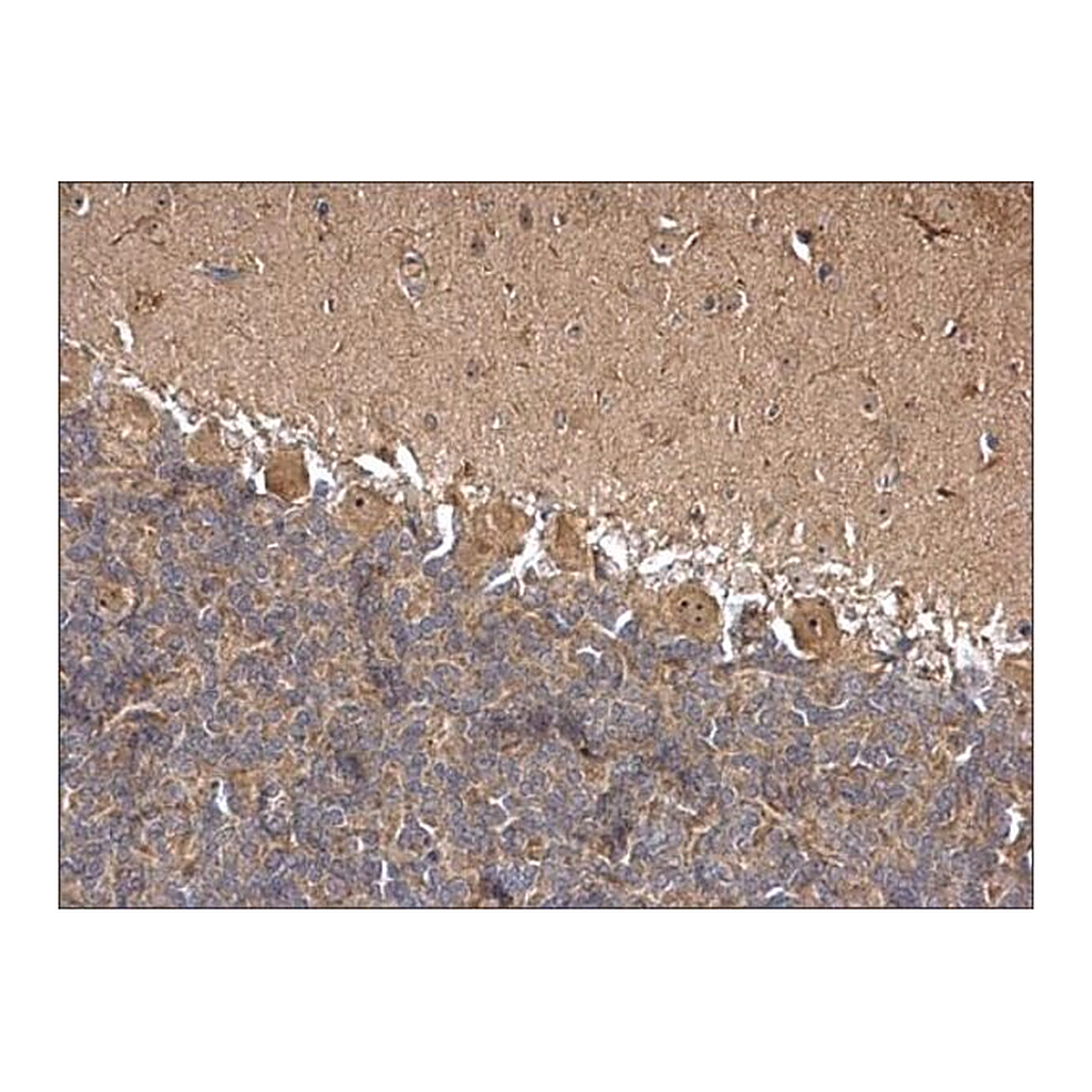 Merck Anti-HSPA8 antibody produced in rabbit