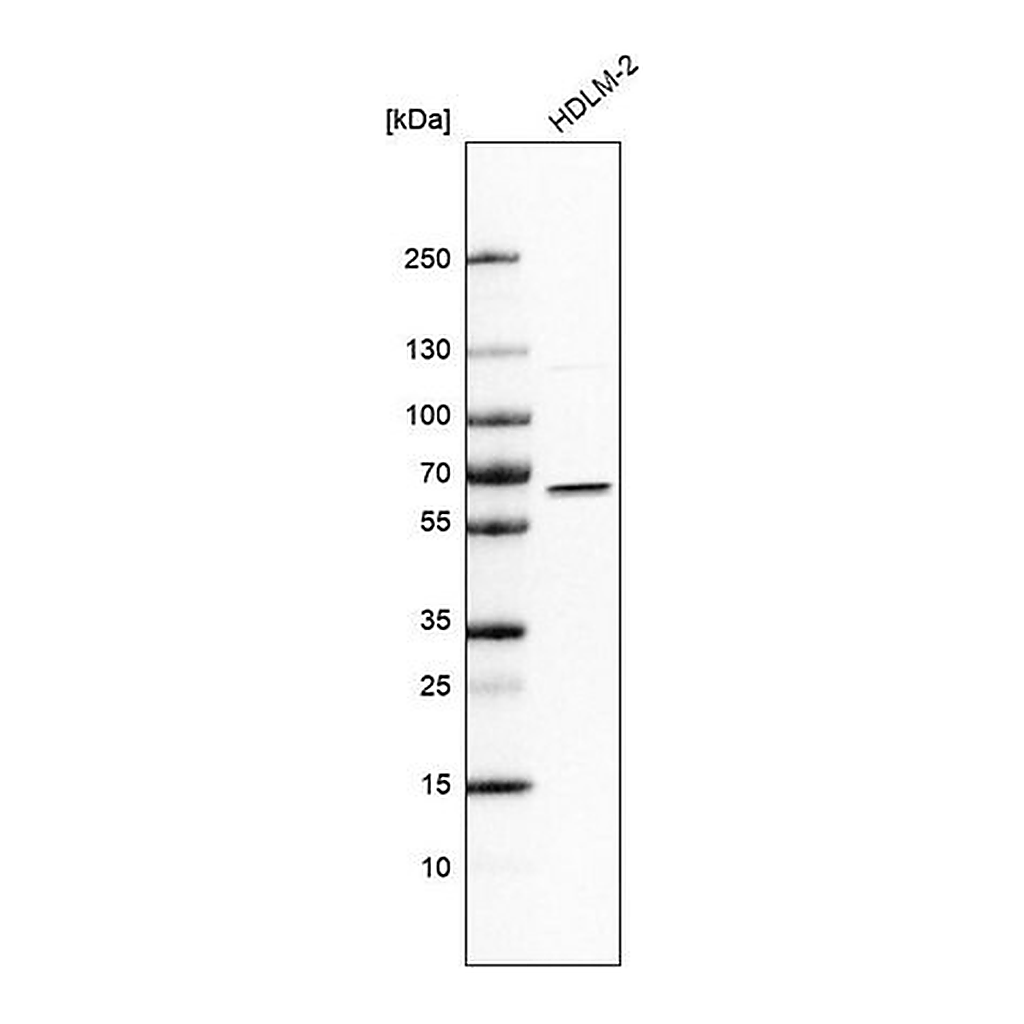 Merck Anti-IRF5 antibody produced in rabbit