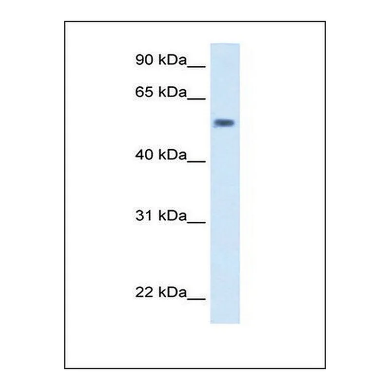 Merck Anti-EXD antibody produced in rabbit