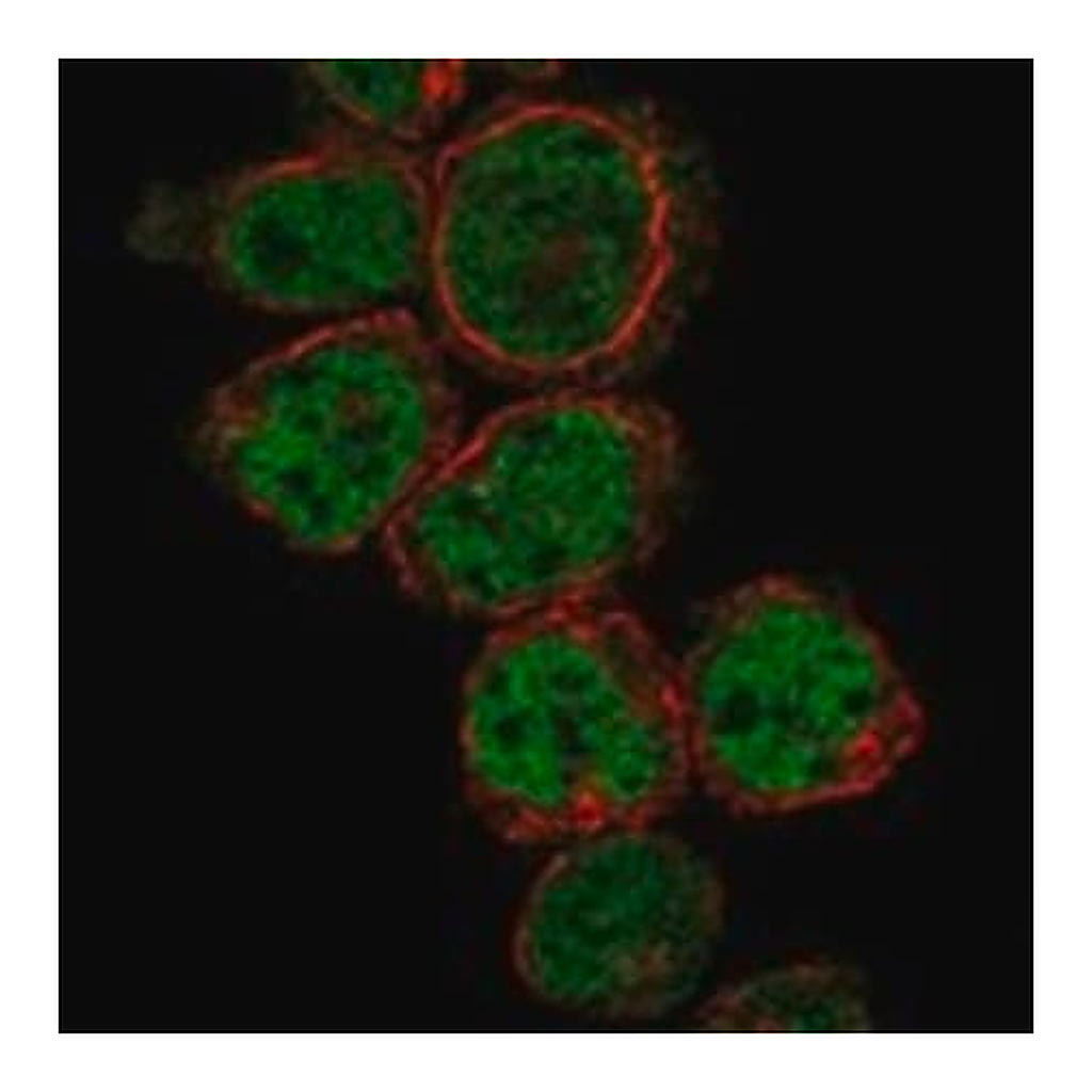 Merck Anti-PRDM10 antibody produced in rabbit