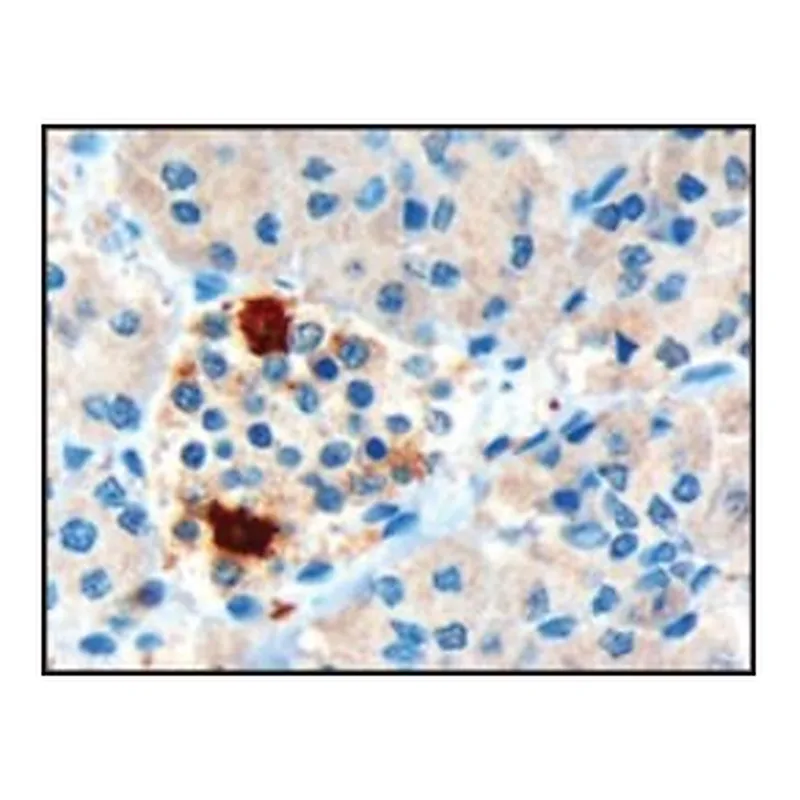 Merck ANTI-PANCREATIC POLYPEPTIDE/PPY