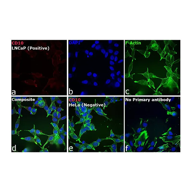 Thermo Fisher Scientific Donkey anti-Goat IgG (H+L) Cross-Adsorbed Secondary Antibody, Alexa Fluor 680