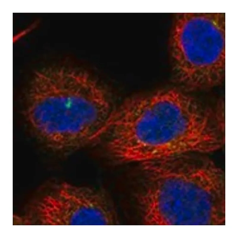 Merck Anti-FNIP2 antibody produced in rabbit