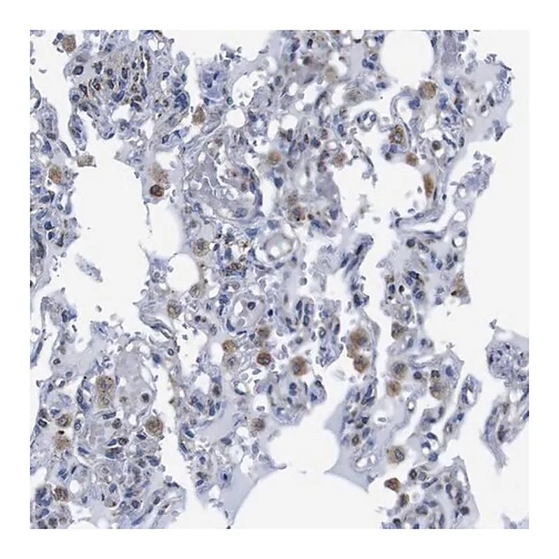Merck Anti-PDCD1LG2 antibody produced in rabbit