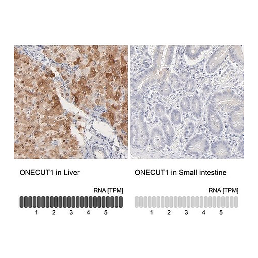 Merck Anti-ONECUT1 antibody produced in rabbit