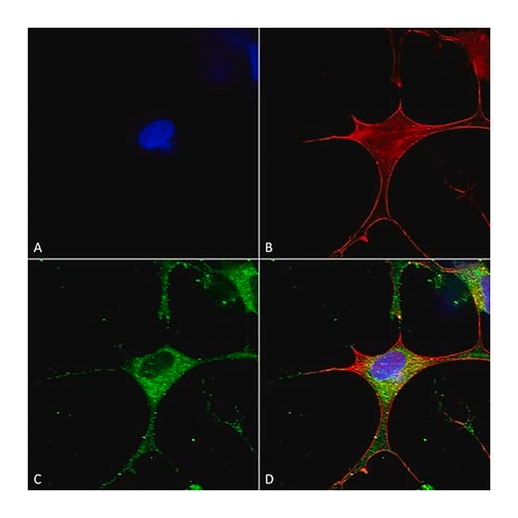 Merck Monoclonal Anti-Glun1-Nr1 antibody produced in mouse