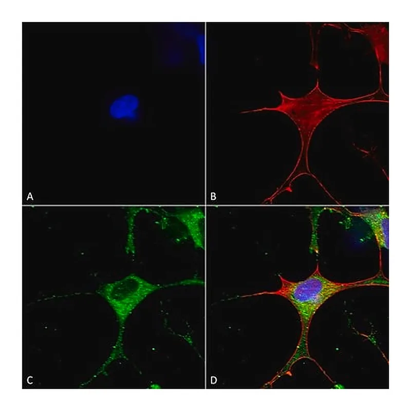 Merck Monoclonal Anti-Glun1-Nr1 antibody produced in mouse