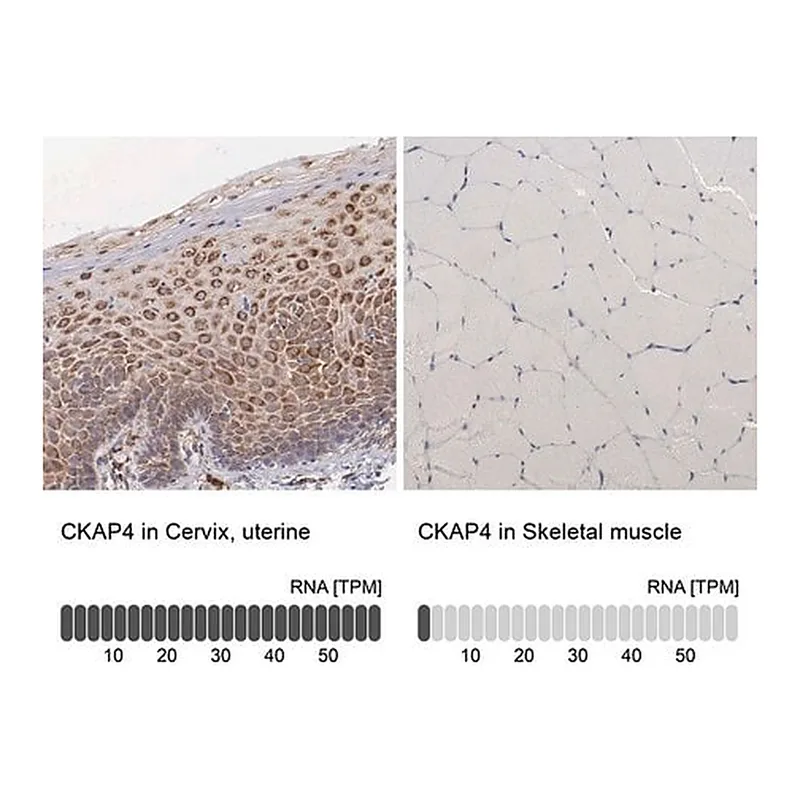 Merck Anti-CKAP4 antibody produced in rabbit