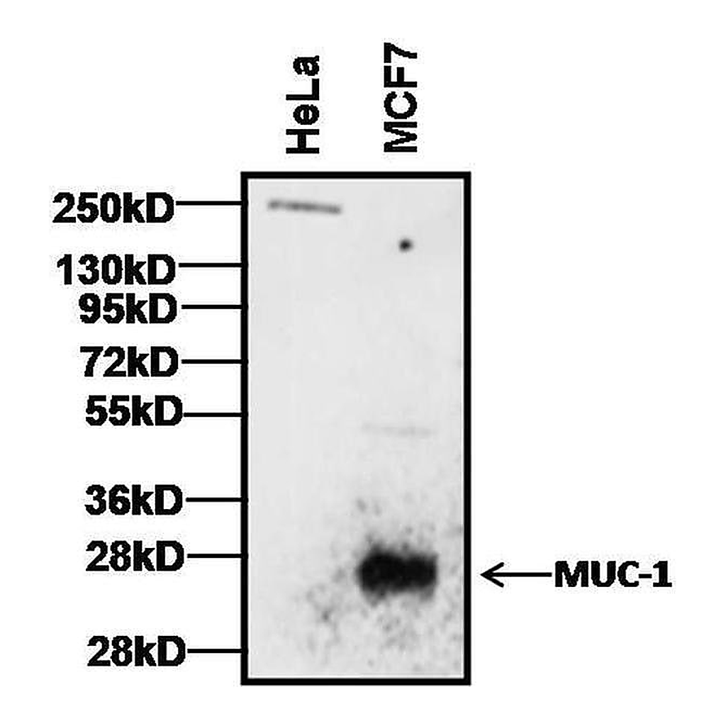 Thermo Fisher Scientific Goat anti-Armenian Hamster IgG (H+L) Secondary Antibody, HRP
