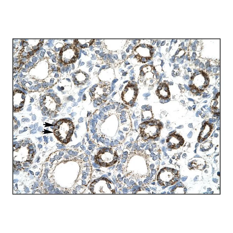 Merck Anti-FOXF2 antibody produced in rabbit