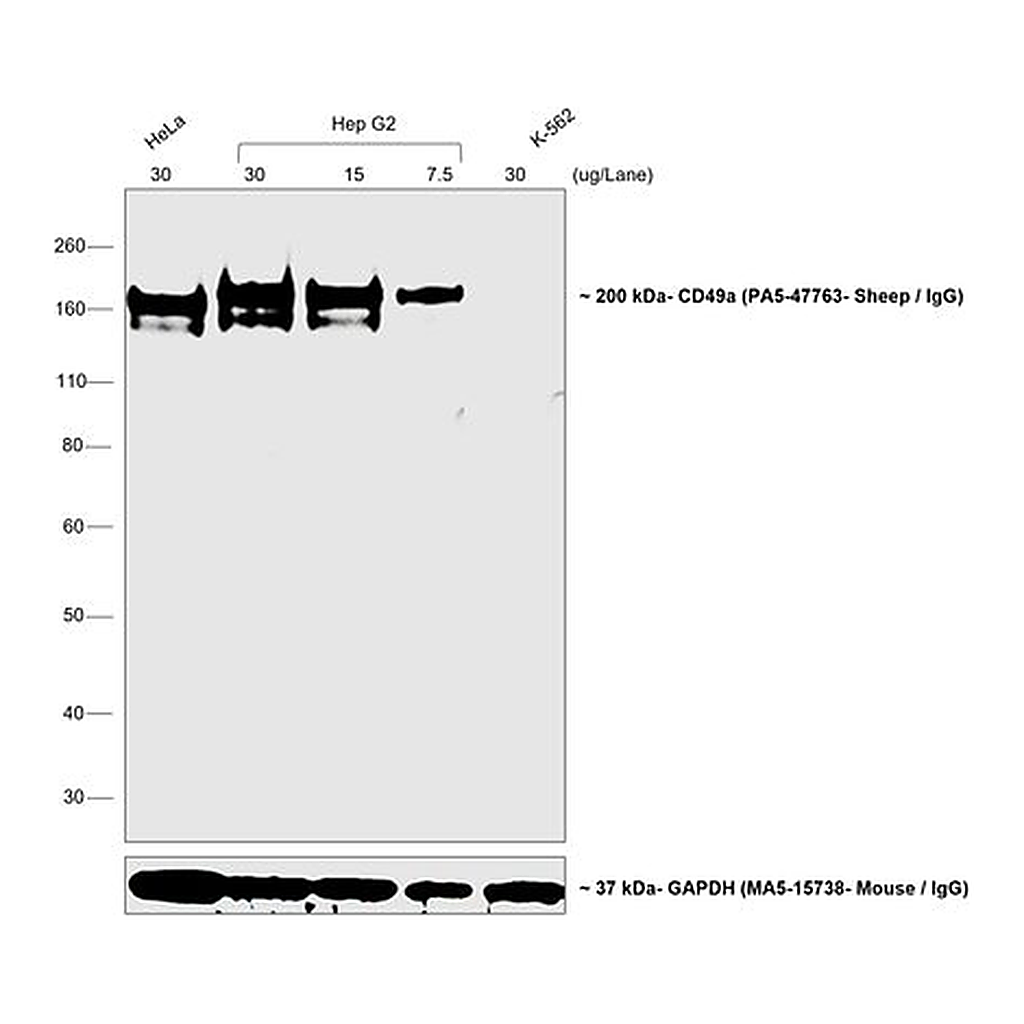 Thermo Fisher Scientific Rabbit anti-Sheep IgG (H+L) Secondary Antibody, HRP