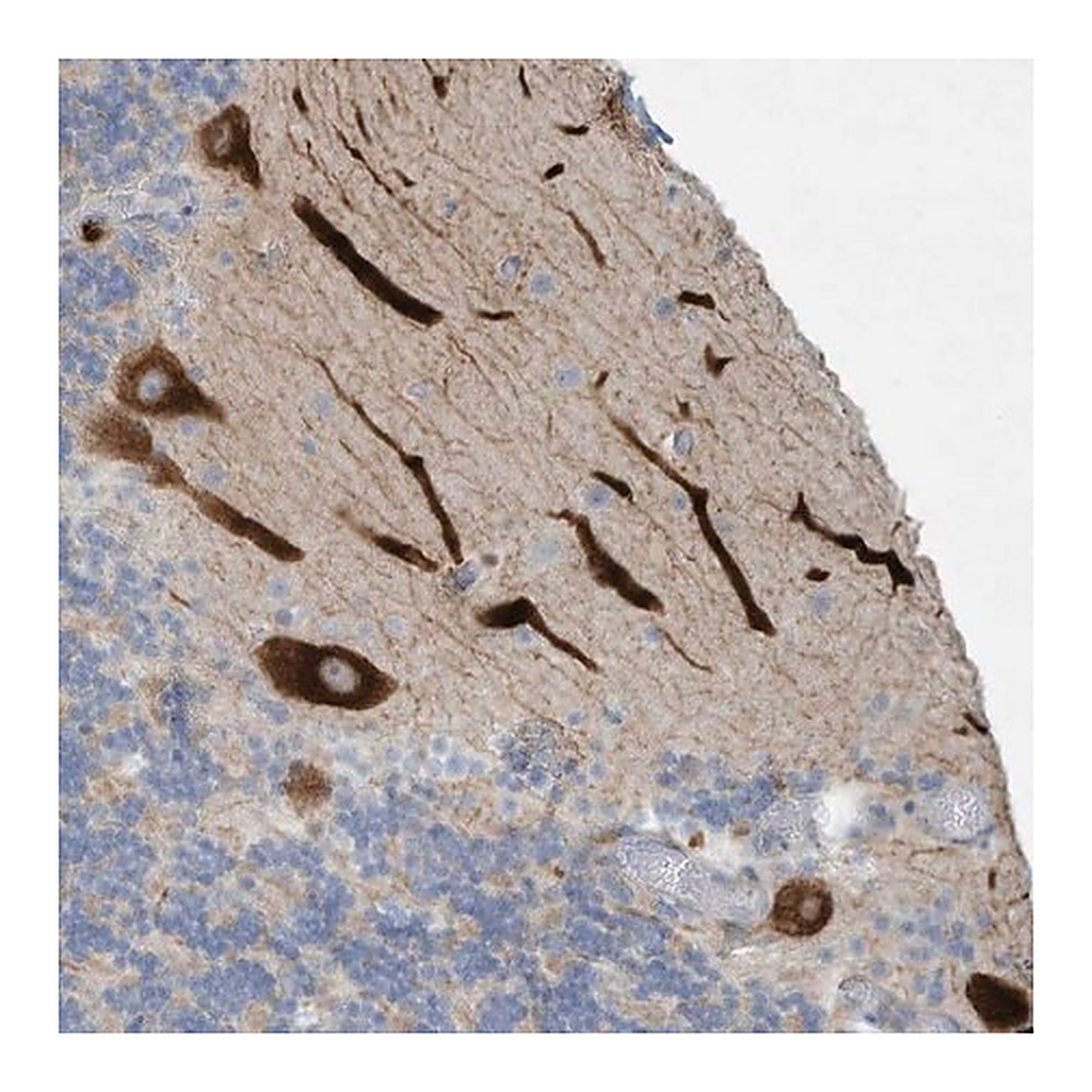Merck Anti-TUBE1 antibody produced in rabbit