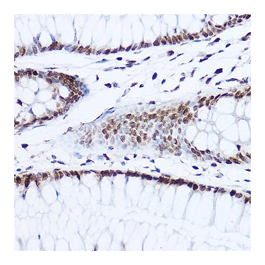 Merck Anti- Histone H1.0 antibody produced in rabbit