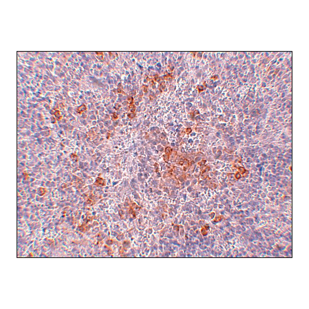 Merck Anti-AGTR1 antibody produced in rabbit