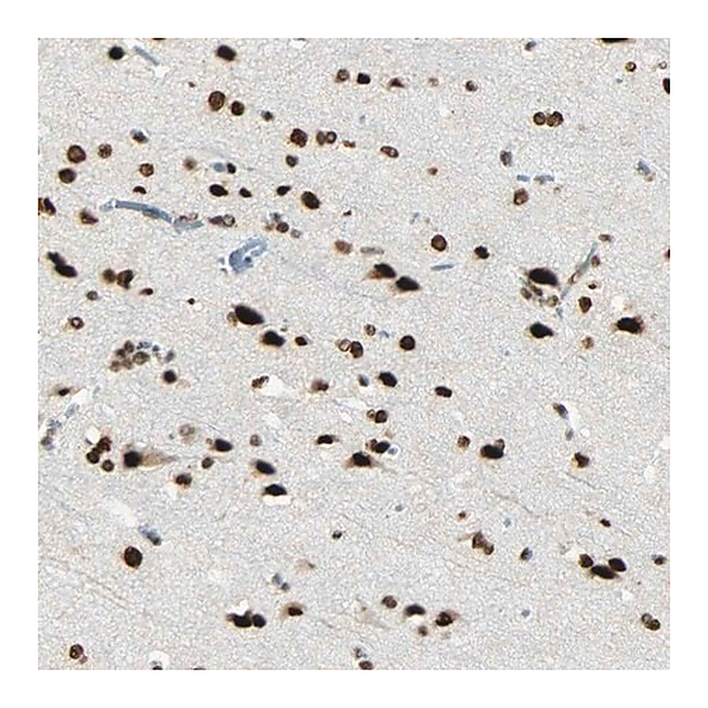 Merck Anti-MYEF2 antibody produced in rabbit