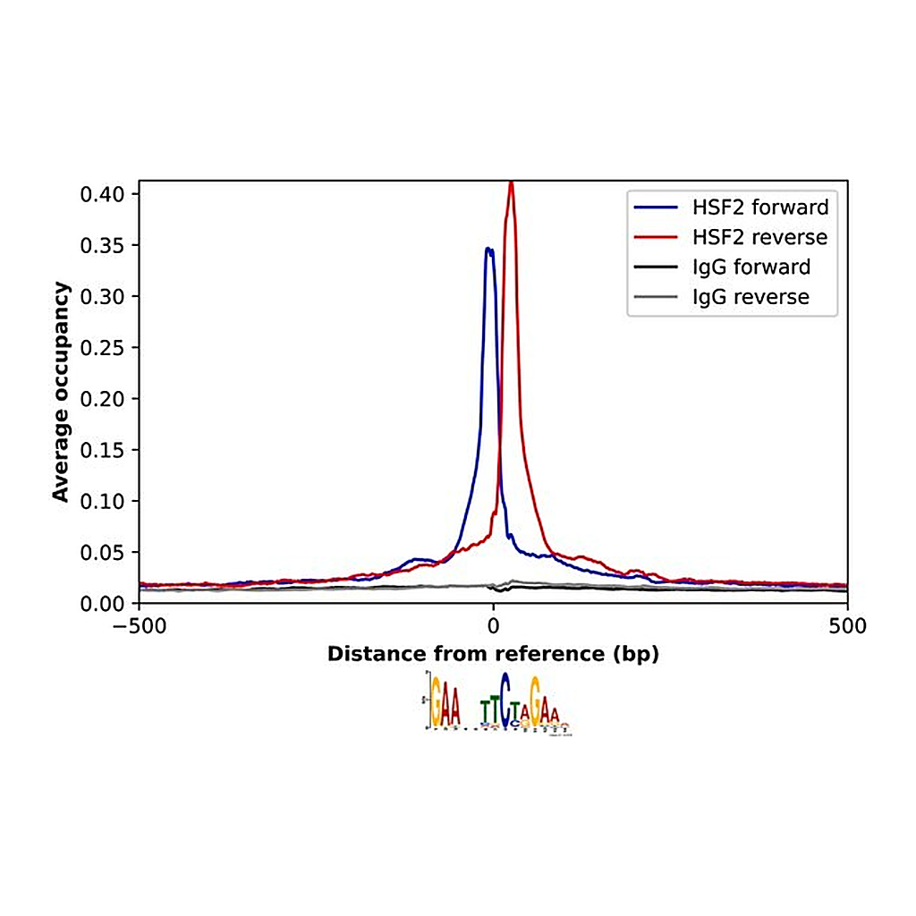 Merck Anti-HSF2 antibody produced in rabbit