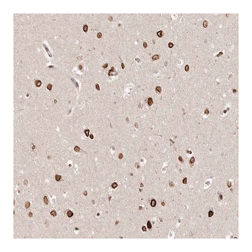 Merck Anti-GSG2 antibody produced in rabbit