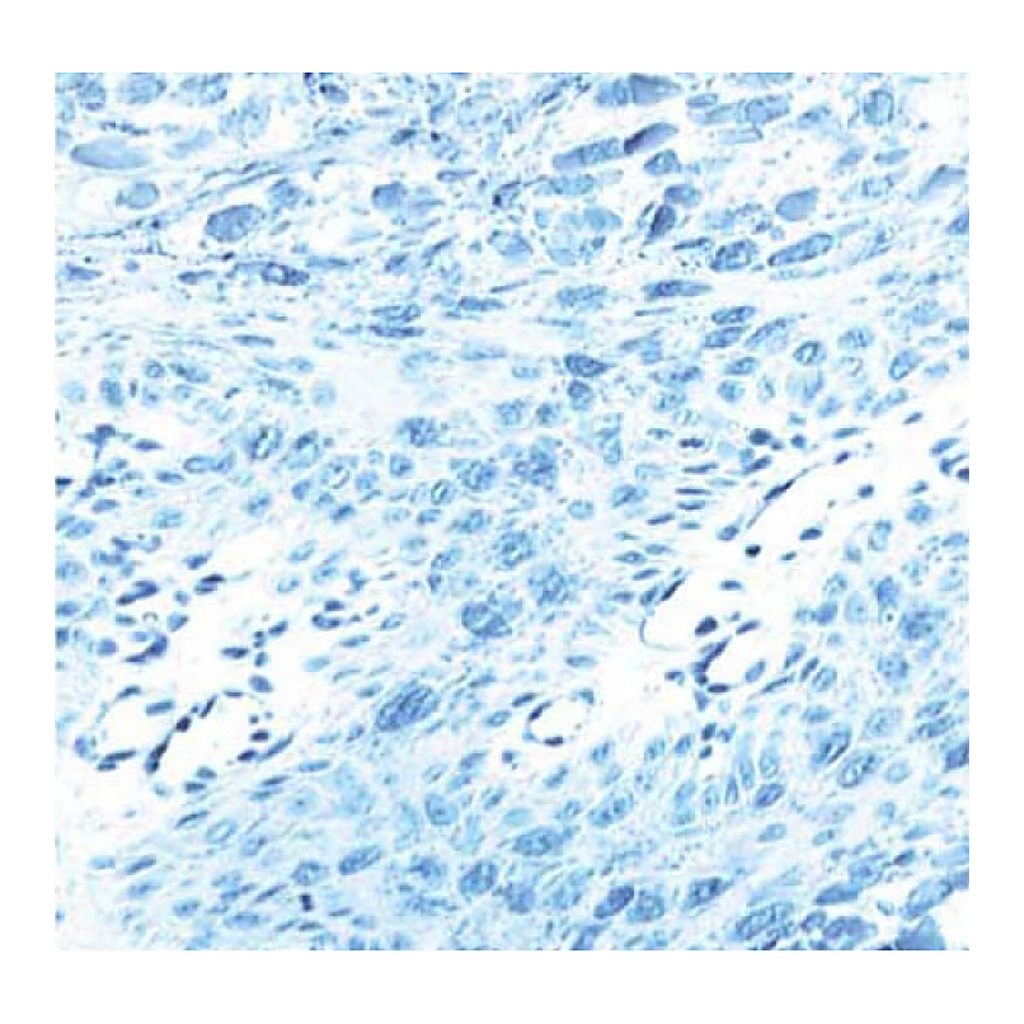 BD Purified Mouse Anti-L1 Protein of Human Papilloma Virus