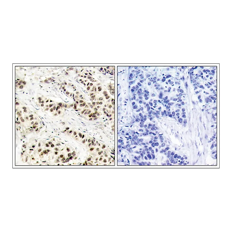 Merck Anti-CDC2 (Ab-15) antibody produced in rabbit